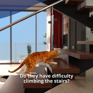 Contact your veterinarian immediately if you notice signs and symptoms of pain in your cat. Keep your cat pain-free and active. For the article about the wellness of your beloved pet, see here https://bit.ly/FacesofPain_PLCA ! 🐾🐾 #PetHealth #PainInCats #Cats | Petlife CA