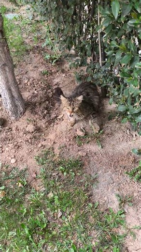Kediden âni hamle hazırlığı