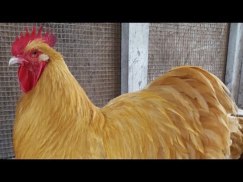 Buff Orpington Chickens | Dual Purpose Gold