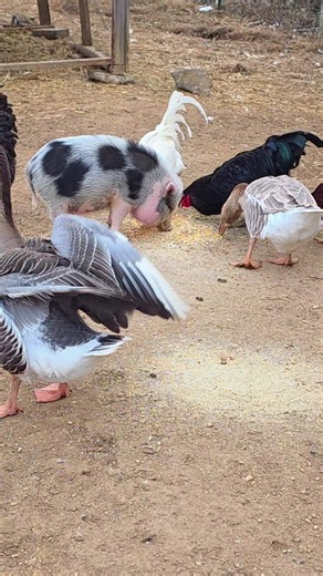 Snowflake came out to chill with the geese & rooster. Meet my asshole gander...Marley. #cuteanimals #minipig #chonky #goose #geese