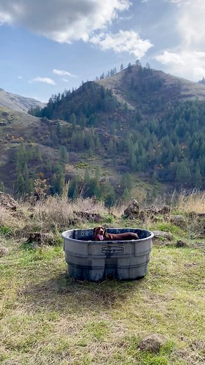 GSP knows best. #flyingbranch #dedicatedtothehunt #flyingbranch #Pheasant #chukar #Partridge #Uplandlife #UplandBirdHunting #BirdHunting #BirdHunter #PointingDog #BirdDog #GSP #HuntIdaho #Wingshooting #ShootingSportsmanMag #ORVIS ORVISendorsed #GuideLife #wildIdaho #Huntmore #HuntingLodge | Flying B Ranch