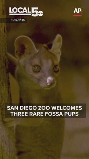 San Diego Zoo welcomes three rare fossa pups