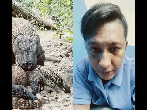 Komodo dragon preys on large monitor lizard #animals #komodo #funny #reaction