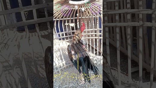 si gareng ukuran 5 full #ayam #fyp_viral