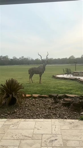 Discovering the Kudu: Africa's Majestic Grey Ghost