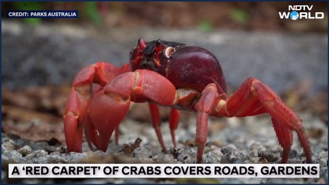 Millions Of Migrating Red Crabs Cross Australia's Christmas Island To Reach The Ocean