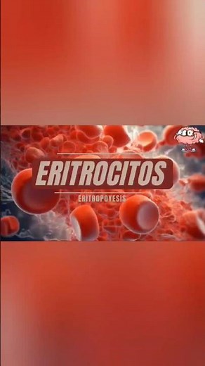 Los eritrocitos/Glóbulos rojos