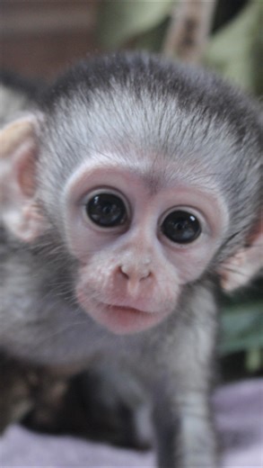 The Vervet Forest - Monkey's on Instagram: "Naming Competition Results 🥳 Watch the video to find out the names chosen for our next two male orphan arrivals 💙 We’ll be sure to introduce them properly once they arrive. If you still want the chance to name a baby monkey, you can sponsor a name for one of our upcoming arrivals with a €150 donation. This contribution helps support their care and their journey to foster mums & troops. If you’re interested, please email us at info@vervet.za.org for m