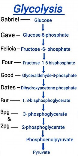 MNEMONICS FOR GLYCOLYSIS #metabolism #glycolysis