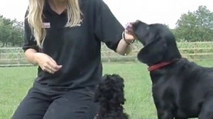 Medical detection dogs