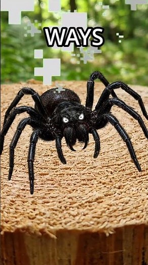 why does Australia have MASSIVE bugs?