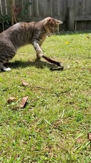 Kitten vs Snake | The Tiny Warrior Who Refused to Back Down 🐱🐍🔥 #cat #kitten #animals #shorts