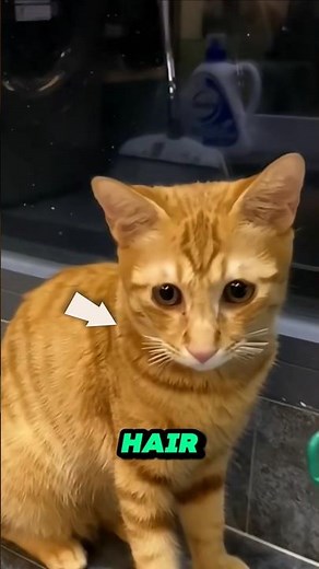 Why You Should Never Cut a Cat's Whiskers 😺
