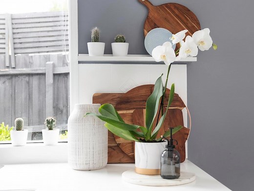 How to plant, grow and prune an orchid