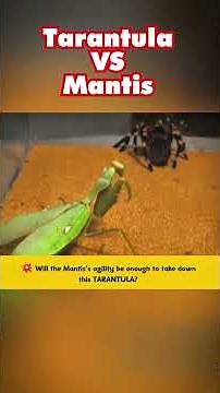 Tarantula vs Mantis | Battle of the Silent Predators! #tarantula #mantis