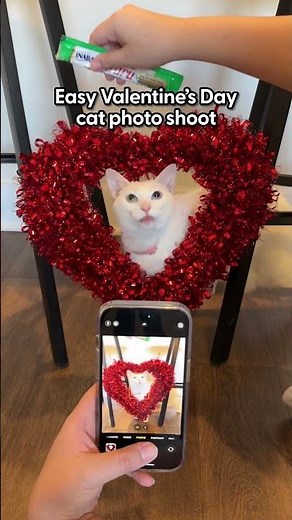 DIY Valentines Day Shoot with Your Cats | The Pack