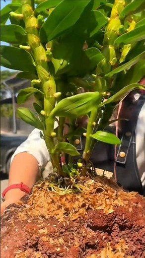 BEST TIPS! how to repotting dendrobium orchid plants on the rock #orchid #garden 🌵🌵🌵🌵🌵🌵🌱🌱🌿🌿