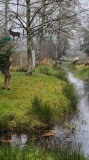 Always fun to watch...... #elktownoregon #rooseveltelk #elk #pnw #oregonwildlife #wildlife #elktown | Elk Town, Oregon