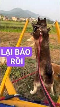 Báo Thủ husky và gâu đần khiến con SEN khóc tiếng chó 🤣🐕#shorts #goldenretriever #pets #husky #dog