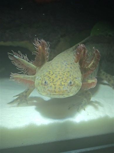 Exploring the Unique Beauty of Axolotls in Aquariums