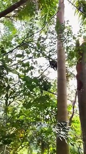 Monkey Vs Birds 😱 . . #monkeys #monkey #monkeysofinstagram #animals #wildlife #nature #wildlifephotography #monkeylove #animal #primates #photography #babymonkey #monkeyseemonkeydo #primate #monkeymemes #monkeyface #naturephotography #ape #animalphotography #zoo #travel #monkeyingaround #funnymonkey #chimpanzee #monkeybusiness #love #apes #cutemonkey #monkeyking #animalsofinstagram | My Love Monkey