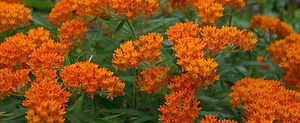 Asclepias tuberosa - Alchetron, The Free Social Encyclopedia