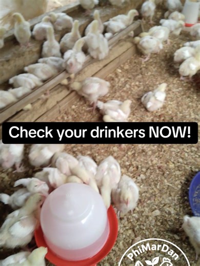 Feed is important… but water is EVERYTHING!💧 A bird can survive hours without feed, but not without water. 🐥 Check your drinkers: ✔ Fresh water ✔ Clean containers ✔ Dry litter Healthy birds start with simple management! ❓What’s one small mistake you see farmers make often? #PoultryTips #FarmSmart #HealthyBirds #fyp