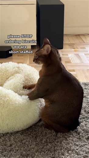he is just a baby #abyssinian #catsoftiktok #cattok #abyssiniancat #catbiscuits