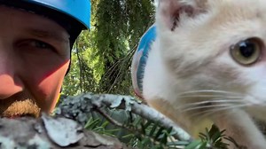 38K views · 7.8K reactions | Leo, the Scottish Fold was rescued on a wet morning earlier this month. He had been stuck since late the night before and once he knew help was coming he started up his little purr motor to warm up. Cinnamon, from Sedro Woolly, was stuck in a big hemlock tree in a horse pasture by her house. Just a little kitten with a lot of purrs to show the world. | Canopy Cat Rescue | Facebook