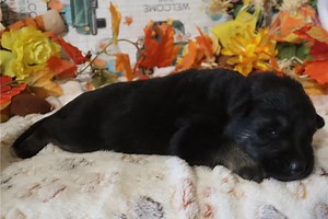 Atlas - German Shepherd Puppy E642E4