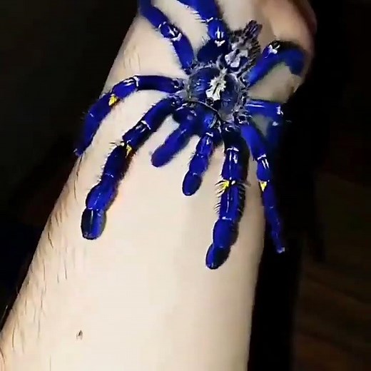 This is the blue tarantula, or Poecilotheria metallica, and it's real!