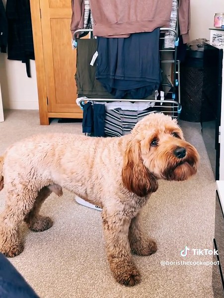 BORIS the cockapoo on TikTok