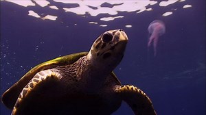 Education | Which Came First - the Turtle or the Egg? | Nature