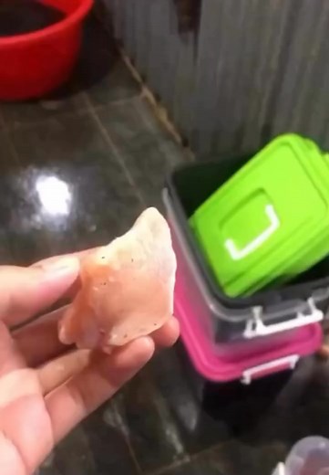 2.1M views · 62K reactions | Important Animal Images on Reels | Facebook