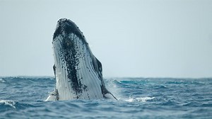 'Secrets of the Whales': Why Sigourney Weaver was brought to tears by new Disney  documentary | The National