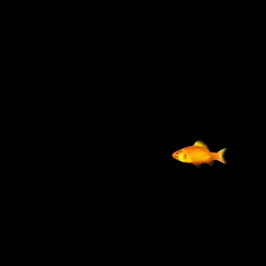 GOLDFISH - 3D Animation for hologram / hélice holographique