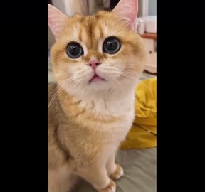 Owner imitates cat meows to get pet’s attention in Beijing, China