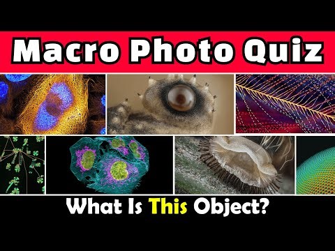 Macro Challenge | You’ll NEVER Guess What This Is!😱