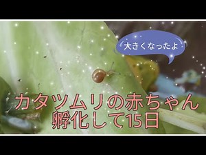 カタツムリ飼育④ 15日目赤ちゃんの成長 親と卵の経過