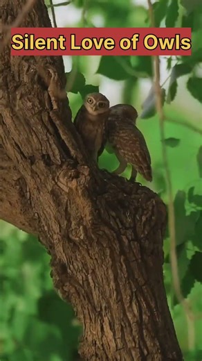 Silent Love of Owls