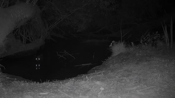 Observation de la faune sauvage dans son habitat naturel