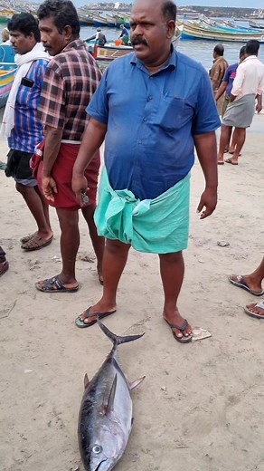 1.1M views · 6.9K reactions | Kera tuna ₹-------#kadalkara #fish | Kadal kara | Facebook