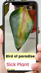 14 shares | Learn effective and simple plant care tips with PictureThis! 華華華 | PictureThis | Facebook