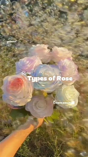 Types of Rose.🥀#aestheticedits #facts #flowers #roses #aestheic #shorts