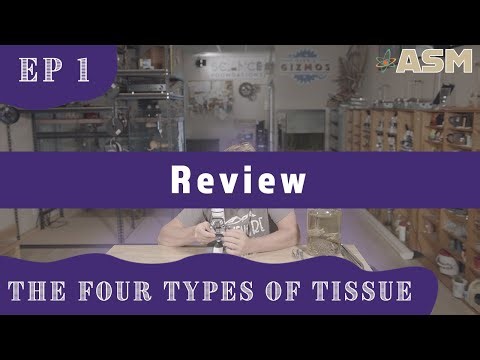 Four Types of Tissue (301) Review