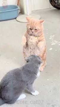 Why Are These Cats Fighting? 😳 No One Knows What Happened… Watch Until the end #CatFight #catshorts