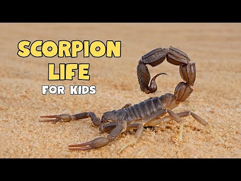 Scorpion Facts | Scorpion Are super Cool | Educational Video for kids