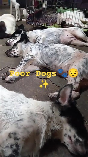 Ang Mga Aspin🐾🇵🇭✨#shorts#dogs#cute