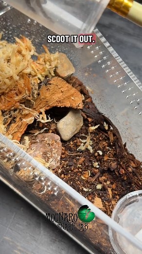 58K views · 783 reactions | Moving my new tarantula into a tiny coffin! #reels #tarantulas #spiders #educational | The Molinaro Snake Lab | Facebook