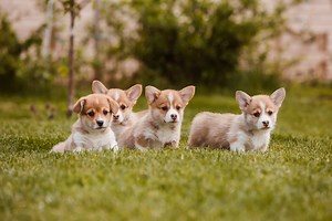 27 of the Most Popular Dog Breeds - Greenfield Puppies